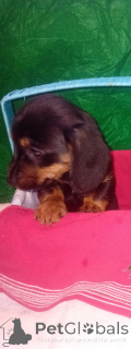 Photo №2 to announcement № 161240 for the sale of dachshund - buy in United States private announcement