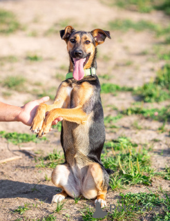 Photo №2 to announcement № 163554 for the sale of non-pedigree dogs - buy in Russian Federation private announcement