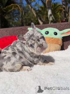 Photo №2 to announcement № 174877 for the sale of french bulldog - buy in France private announcement