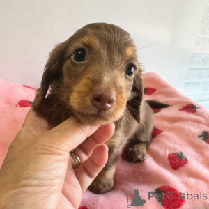 Photo №4. I will sell dachshund in the city of Aalborg. private announcement, breeder - price - 671$