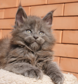 Photo №2 to announcement № 6333 for the sale of maine coon - buy in Russian Federation from nursery