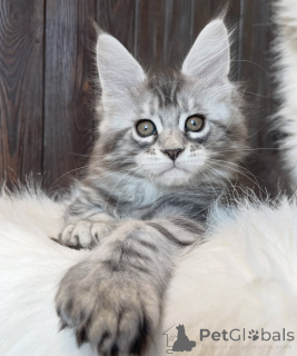 Photo №1. maine coon - for sale in the city of Bellaire | 610$ | Announcement № 161668