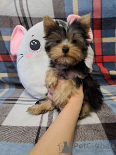 Additional photos: Yorkshire terrier. Boy's and girl's.