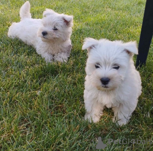 Photo №3. Westie terrier. Serbia