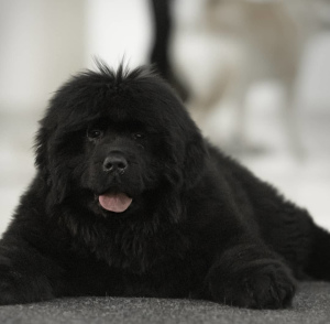 Photo №2 to announcement № 6405 for the sale of newfoundland dog - buy in Russian Federation breeder