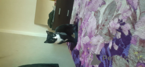 Photo №4. I will sell british shorthair in the city of London Borough of Haringey. private announcement - price - 47$