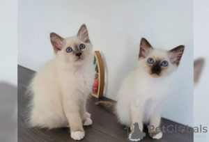 Photo №1. birman - for sale in the city of Seville | negotiated | Announcement № 176410