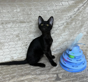 Photo №2 to announcement № 172077 for the sale of savannah cat - buy in Greece private announcement