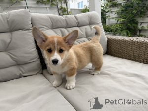 Photo №4. I will sell welsh corgi in the city of Warsaw. breeder - price - 2065$