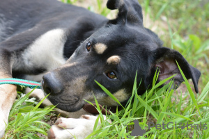 Additional photos: Trembling teenage puppy is looking for a home!