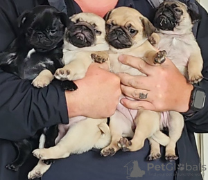 Photo №1. pug - for sale in the city of St. Petersburg | 450$ | Announcement № 115033