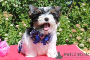 Photo №2 to announcement № 53817 for the sale of beaver yorkshire terrier - buy in Belarus private announcement