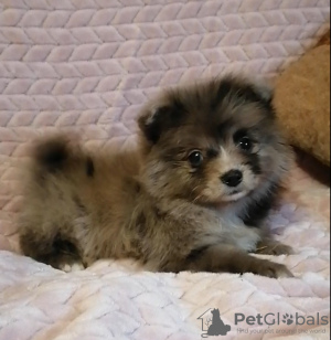 Photo №2 to announcement № 80603 for the sale of pomeranian - buy in Belarus private announcement