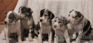 Photo №4. I will sell great dane in the city of Брауншвейг.  - price - negotiated