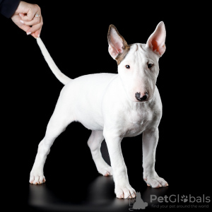 Photo №1. bull terrier - for sale in the city of Ufa | 976$ | Announcement № 34492