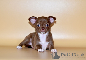 Photo №4. I will sell chihuahua in the city of Moscow. from nursery, breeder - price - negotiated