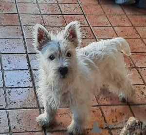 Additional photos: West Highland White Terrier - Westie