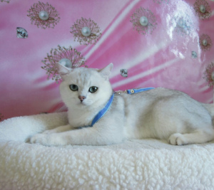 Photo №1. british shorthair - for sale in the city of Donetsk | 300$ | Announcement № 3629