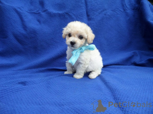 Photo №1. maltipu - for sale in the city of LauterBach (Hessen) | 847$ | Announcement № 150145