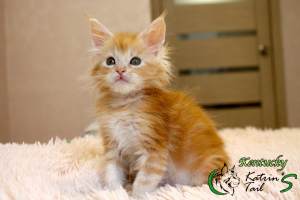 Photo №2 to announcement № 6521 for the sale of maine coon - buy in Russian Federation from nursery, breeder