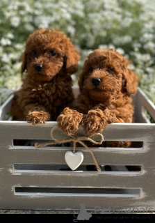 Photo №1. poodle (toy) - for sale in the city of Savino Selo | negotiated | Announcement № 151653