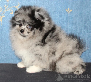 Photo №1. pomeranian - for sale in the city of Paris | negotiated | Announcement № 31816