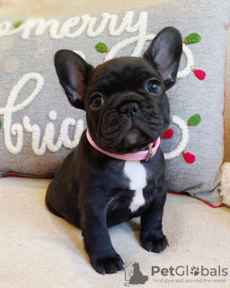 Additional photos: Our adorable French Bulldog puppies