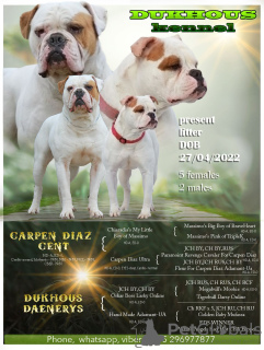 Photo №1. american bulldog - for sale in the city of Minsk | 832$ | Announcement № 21341