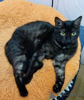 Photo №1.  - for sale in the city of Moscow river | Is free | Announcement № 159232