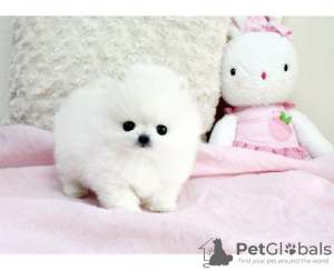 Photo №1. pomeranian - for sale in the city of Lissendorf | 188$ | Announcement № 130049