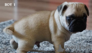 Photo №4. I will sell pug in the city of Berlin. breeder - price - 423$