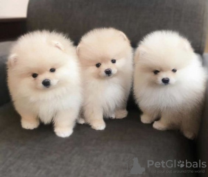 Photo №1. pomeranian - for sale in the city of Антверпен | 317$ | Announcement № 125207