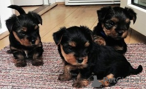 Photo №1. yorkshire terrier - for sale in the city of Adelboden | 188$ | Announcement № 129285