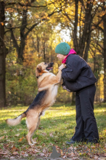 Photo №2 to announcement № 98613 for the sale of non-pedigree dogs - buy in Russian Federation private announcement