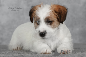 Photo №2 to announcement № 9564 for the sale of jack russell terrier - buy in Russian Federation from nursery