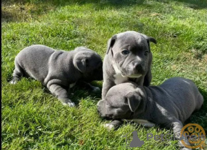 Photo №1. american staffordshire terrier - for sale in the city of Seaford | 500$ | Announcement № 89884