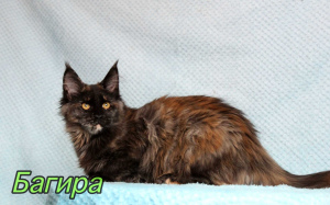 Photo №4. I will sell maine coon in the city of St. Petersburg. from nursery - price - 335$