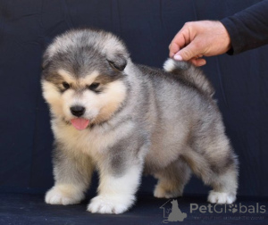 Photo №2 to announcement № 176289 for the sale of alaskan malamute - buy in Serbia 