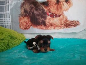 Photo №4. I will sell yorkshire terrier in the city of Brest.  - price - 250$