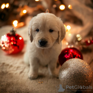 Photo №1. golden retriever - for sale in the city of Berlin | 444$ | Announcement № 90611