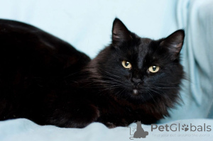 Photo №2 to announcement № 138827 for the sale of  - buy in Belarus 