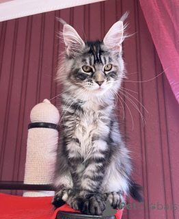 Photo №2 to announcement № 161773 for the sale of maine coon - buy in United States breeder