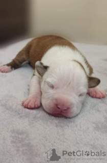Additional photos: American Staffordshire Terrier puppies