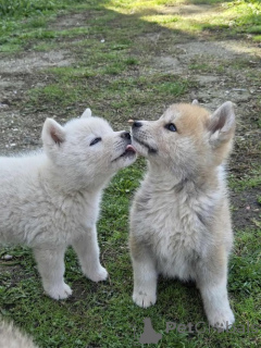 Photo №2 to announcement № 157402 for the sale of akita - buy in Serbia breeder