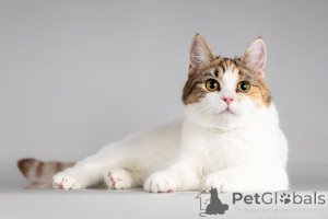 Photo №2 to announcement № 166020 for the sale of  - buy in Russian Federation from the shelter