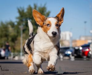 Photo №1. welsh corgi - for sale in the city of Москва | negotiated | Announcement № 121318