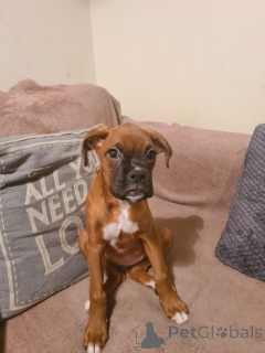 Photo №1. boxer - for sale in the city of Helsinger | 877$ | Announcement № 167479