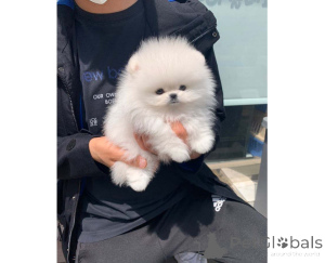 Photo №1. pomeranian - for sale in the city of Gdynia | negotiated | Announcement № 166644