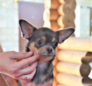 Photo №1. chihuahua - for sale in the city of Stavropol | negotiated | Announcement № 3452