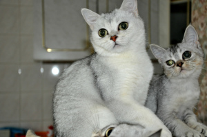 Photo №1. scottish fold - for sale in the city of Moscow | 49$ | Announcement № 2629